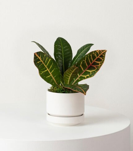 w indoor plants small 1 0