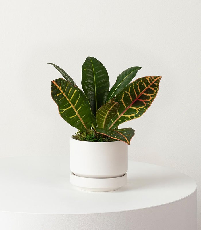 w indoor plants small 1 0