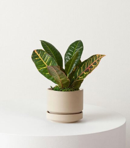 w indoor plants small 1 2