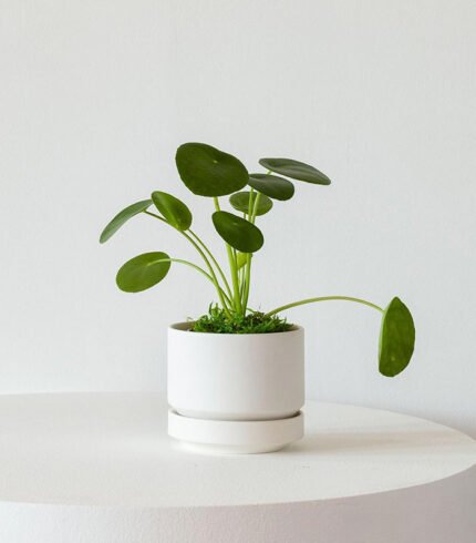w indoor plants small 2 0