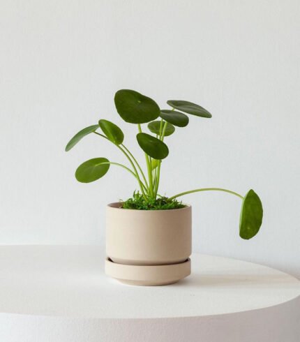 w indoor plants small 2 2