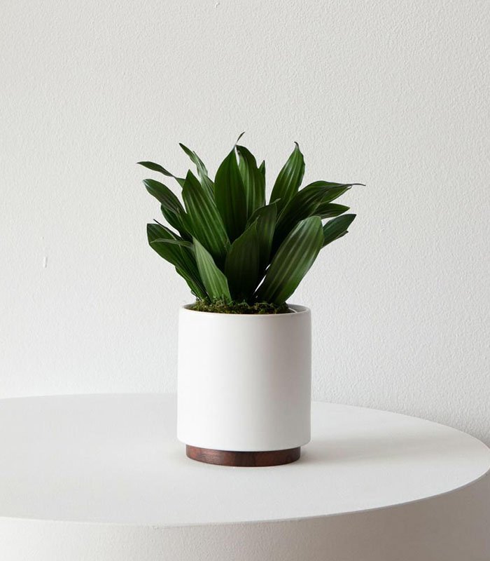 w indoor plants small 3 0