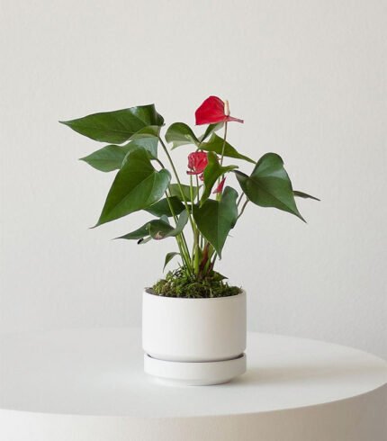 w indoor plants small 4 0