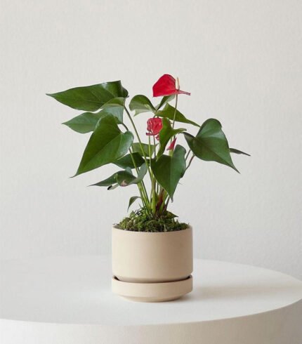 w indoor plants small 4 2