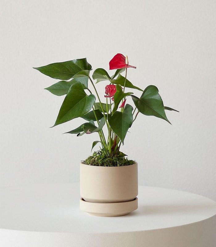 w indoor plants small 4 2