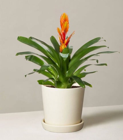 w indoor plants small 5 0