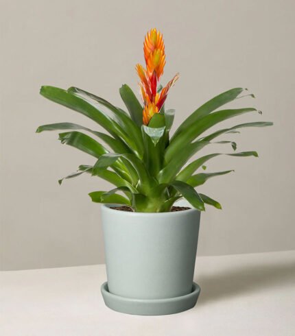 w indoor plants small 5 2