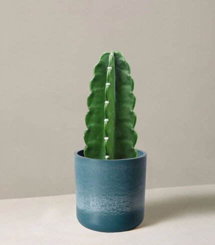 w indoor plants small 7 3