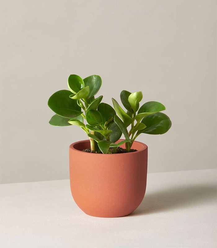 w indoor plants small 8 2