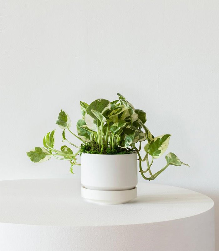 w indoor plants small 9 0