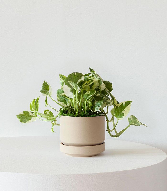 w indoor plants small 9 2
