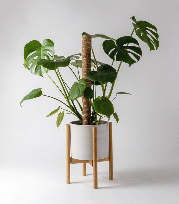 w plant care coir poles 1 0