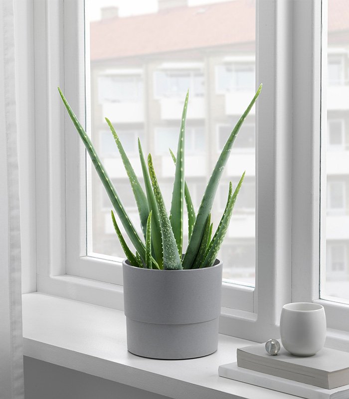 w planters 1 0