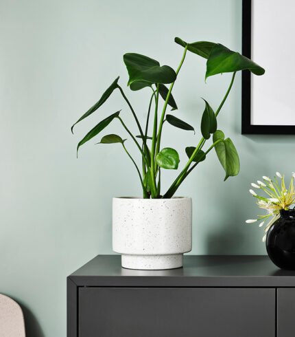 w planters 2 0