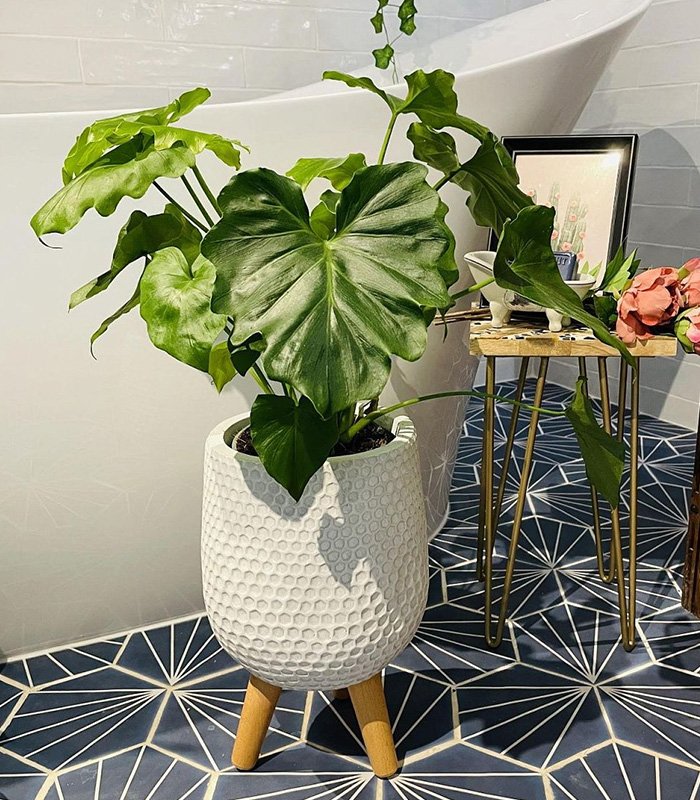 w planters 5 0