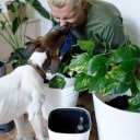 w ps categorie pet friendly opt