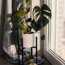 w ps categorie plants opt
