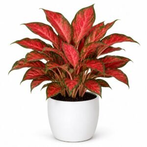 aglaonema red