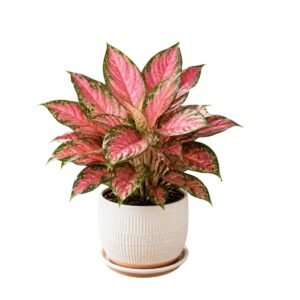 algonema pink beauty