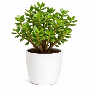 jade plant copy