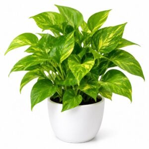 money plant golden