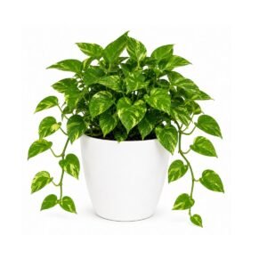 money plant green