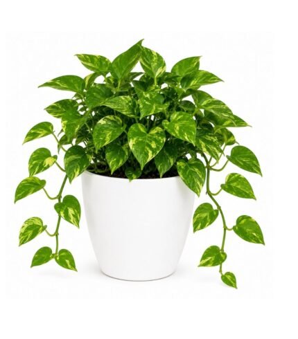 money plant green