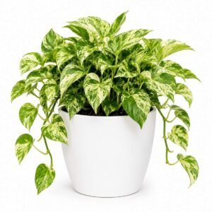 money plant marble
