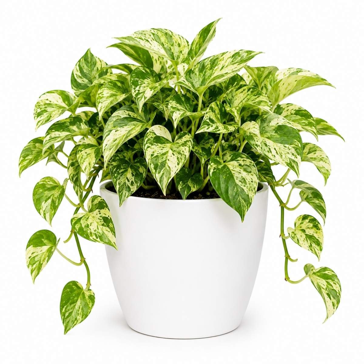 money plant marble money plant marble