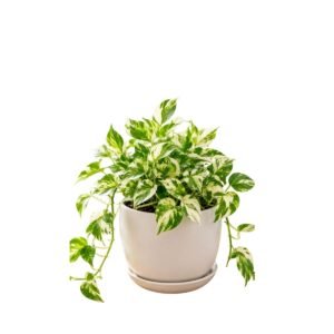 money plant n joy