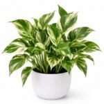 money plant variegated