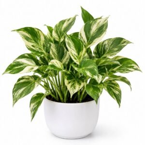 money plant variegated