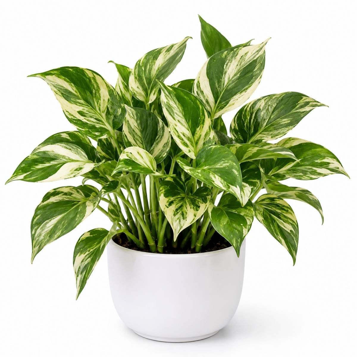 money plant variegated money plant variegated