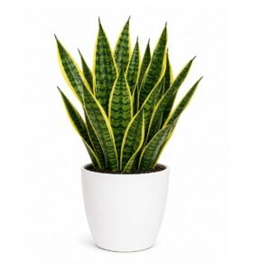 sansevieria golden