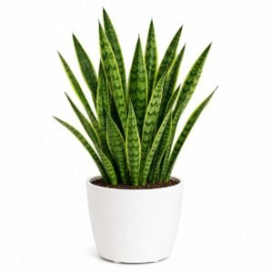 sansevieria green