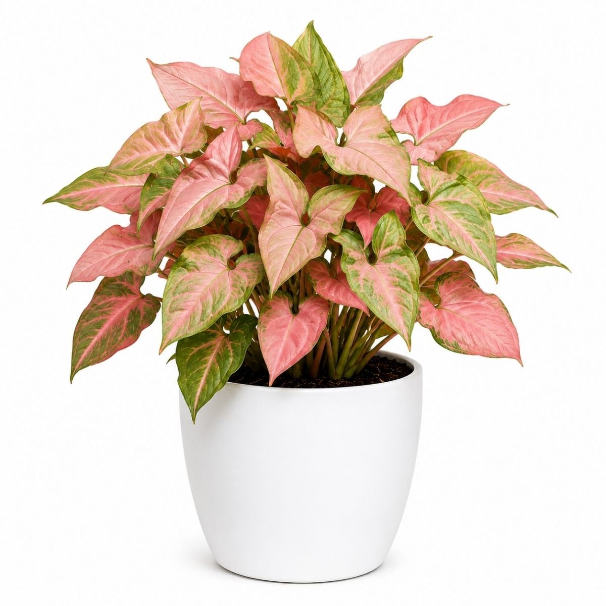 syngonium pink neon syngonium pink neon