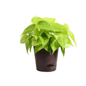woocommerce size for pup (2)